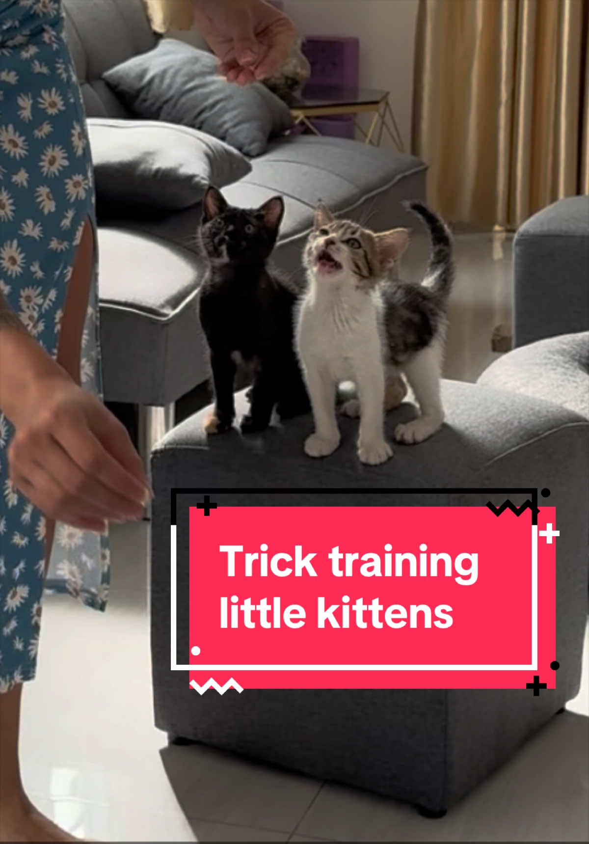 @Three Cats | Behavior & Life