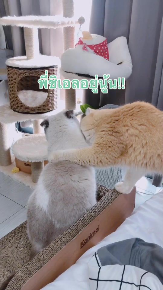 @ชิเอลแมวมึน 😺