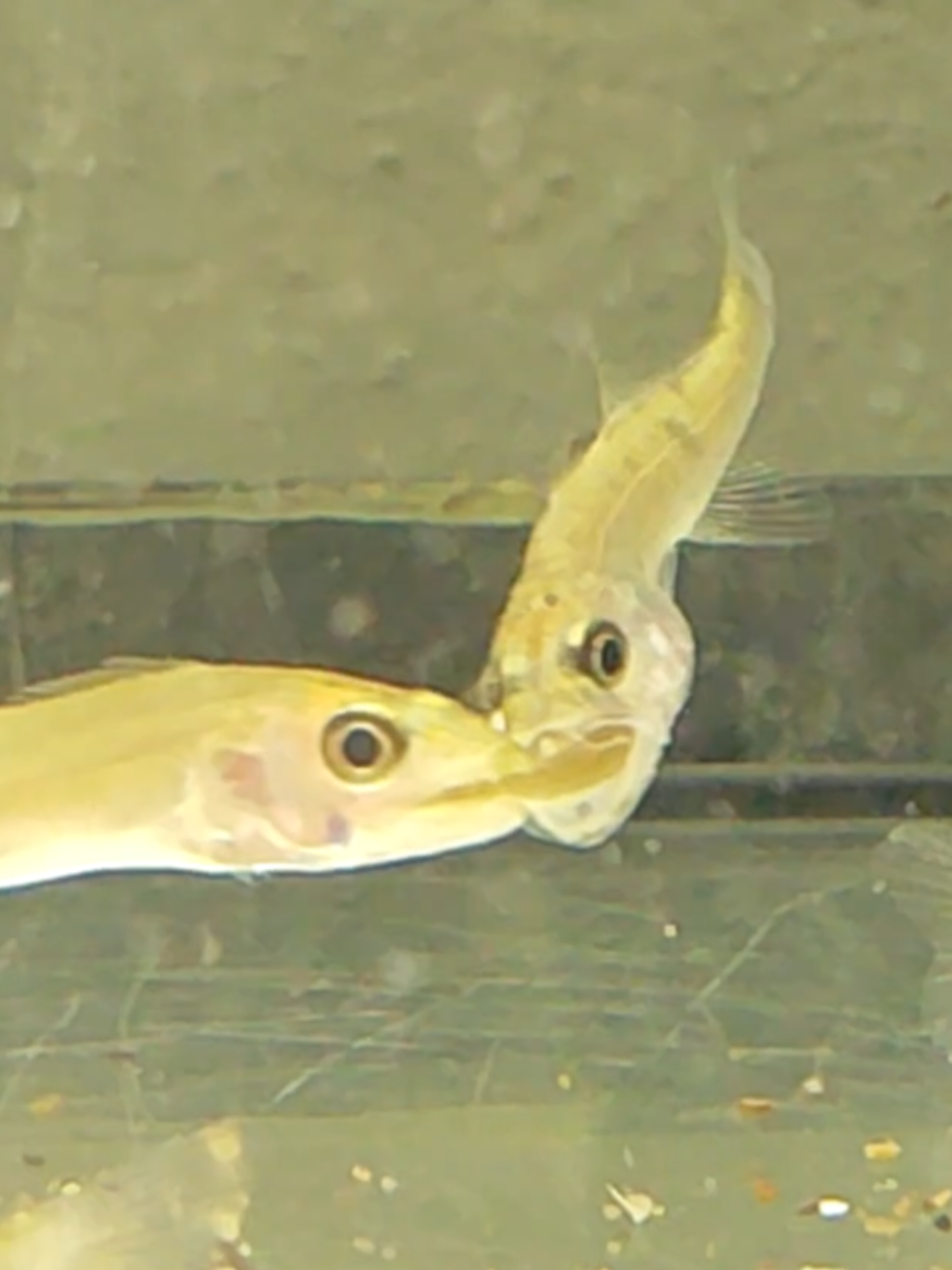 @predatoryfishtank