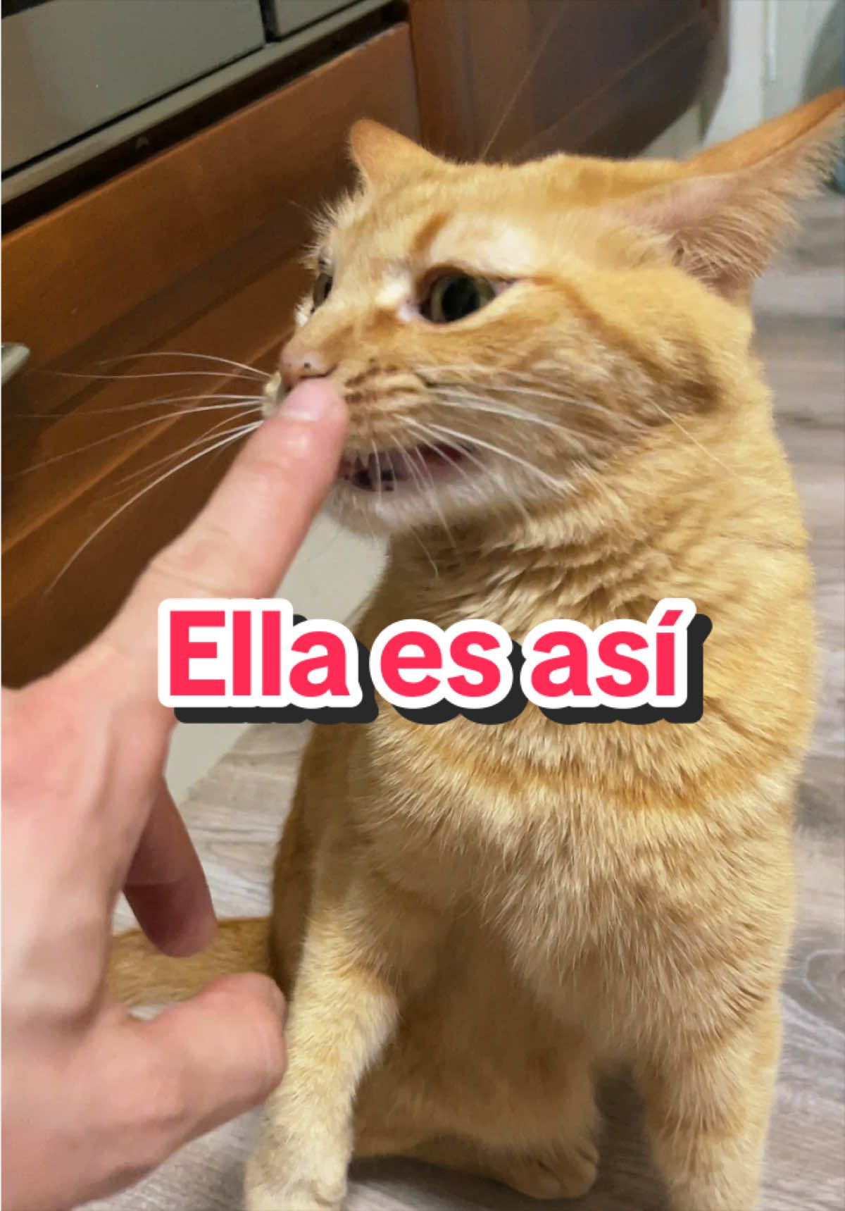 @Gatitos Gatetes