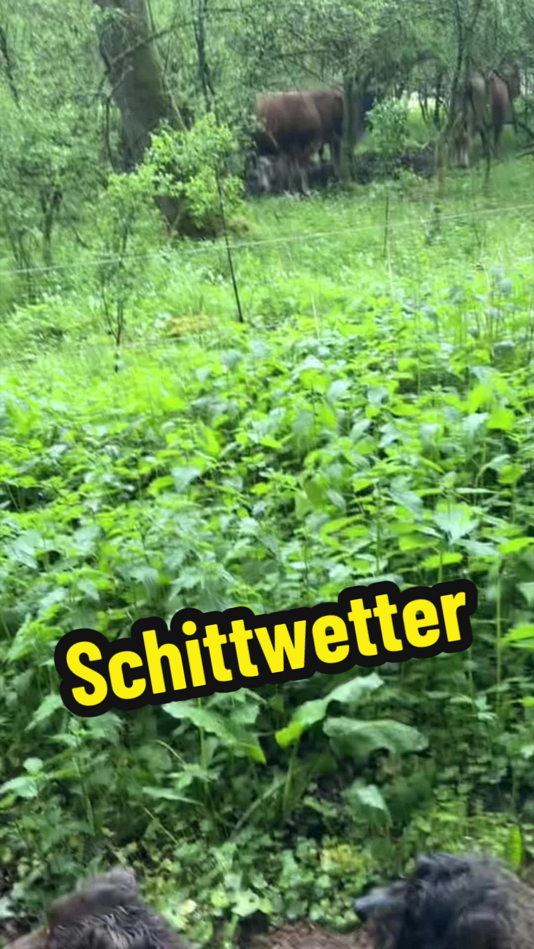 @_dackelbande_