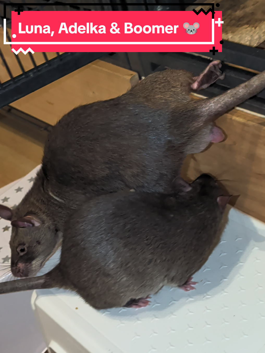 @Ratocalypse 🐀🤣🧀💥
