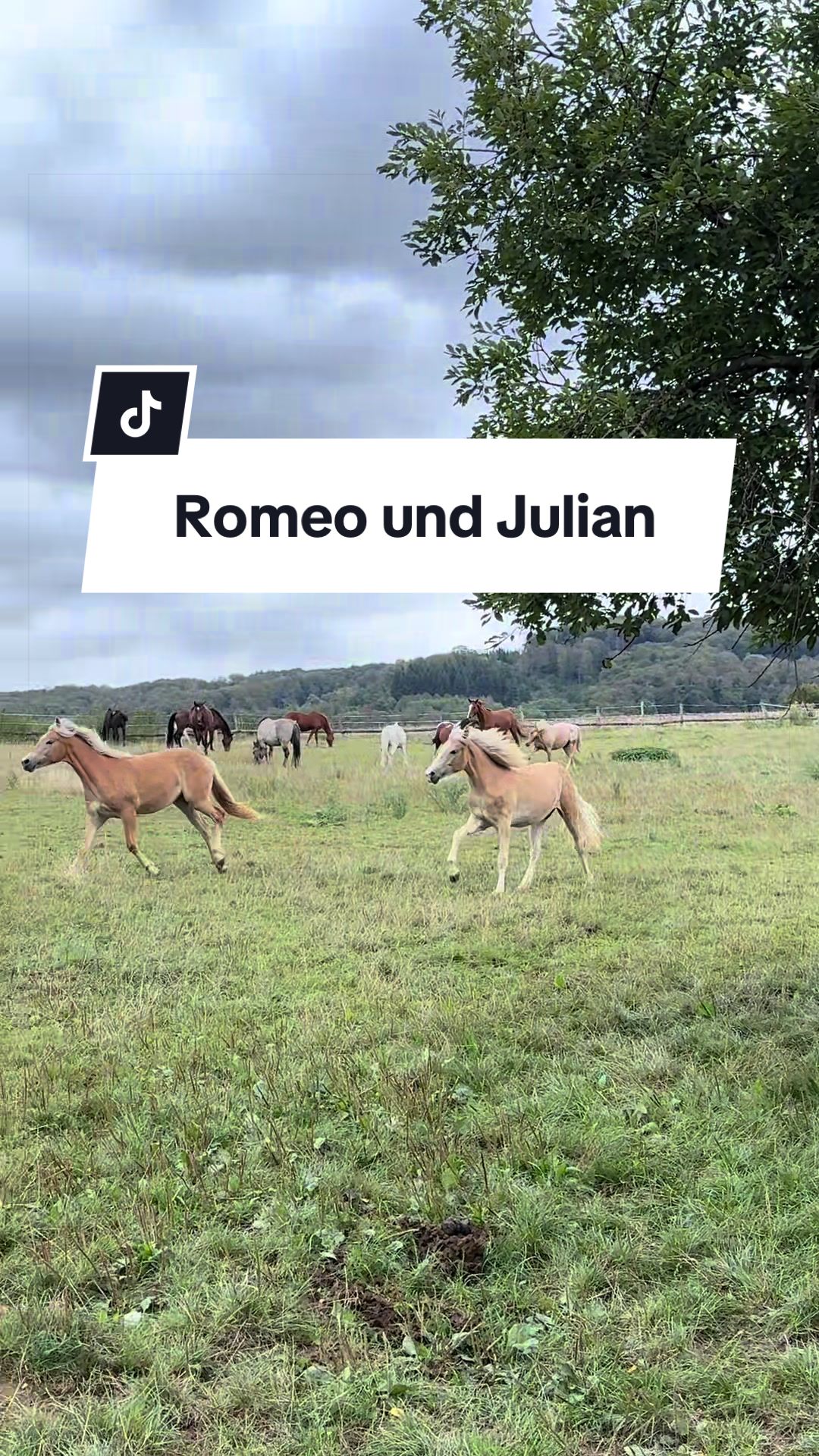 @reiterhofalteheld