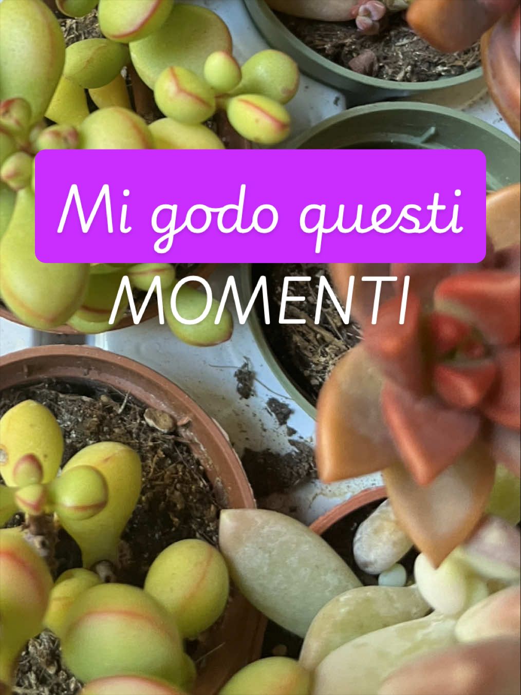 @piccole.spine.felici 🌵