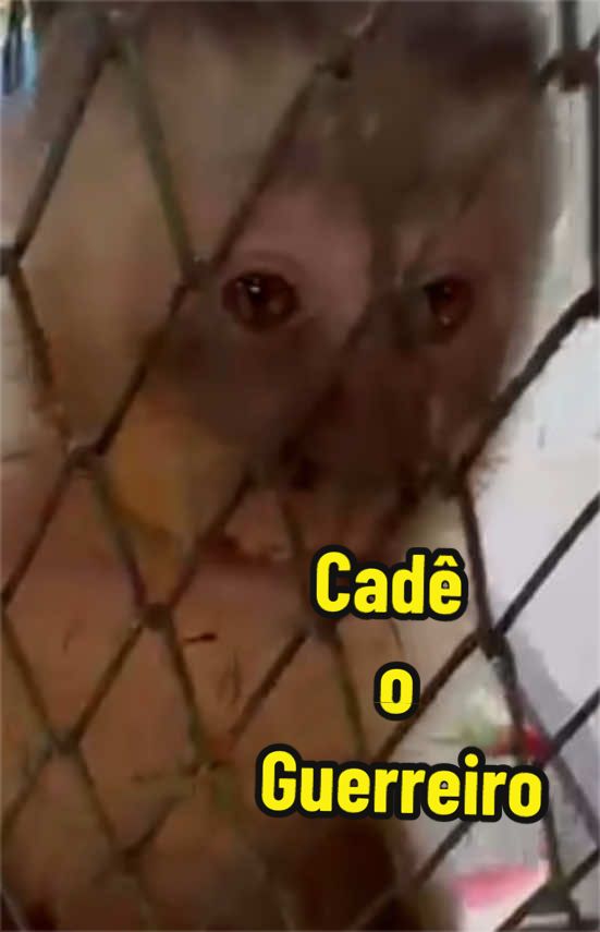 @Elisabete Silva