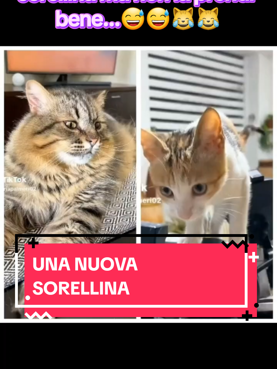 @Rita Tartaria