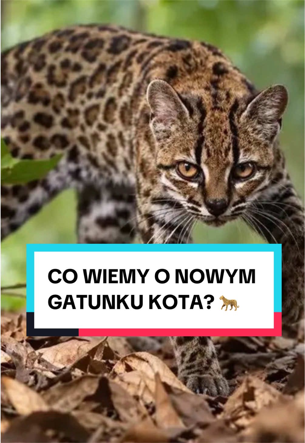 @pandawojtekyt