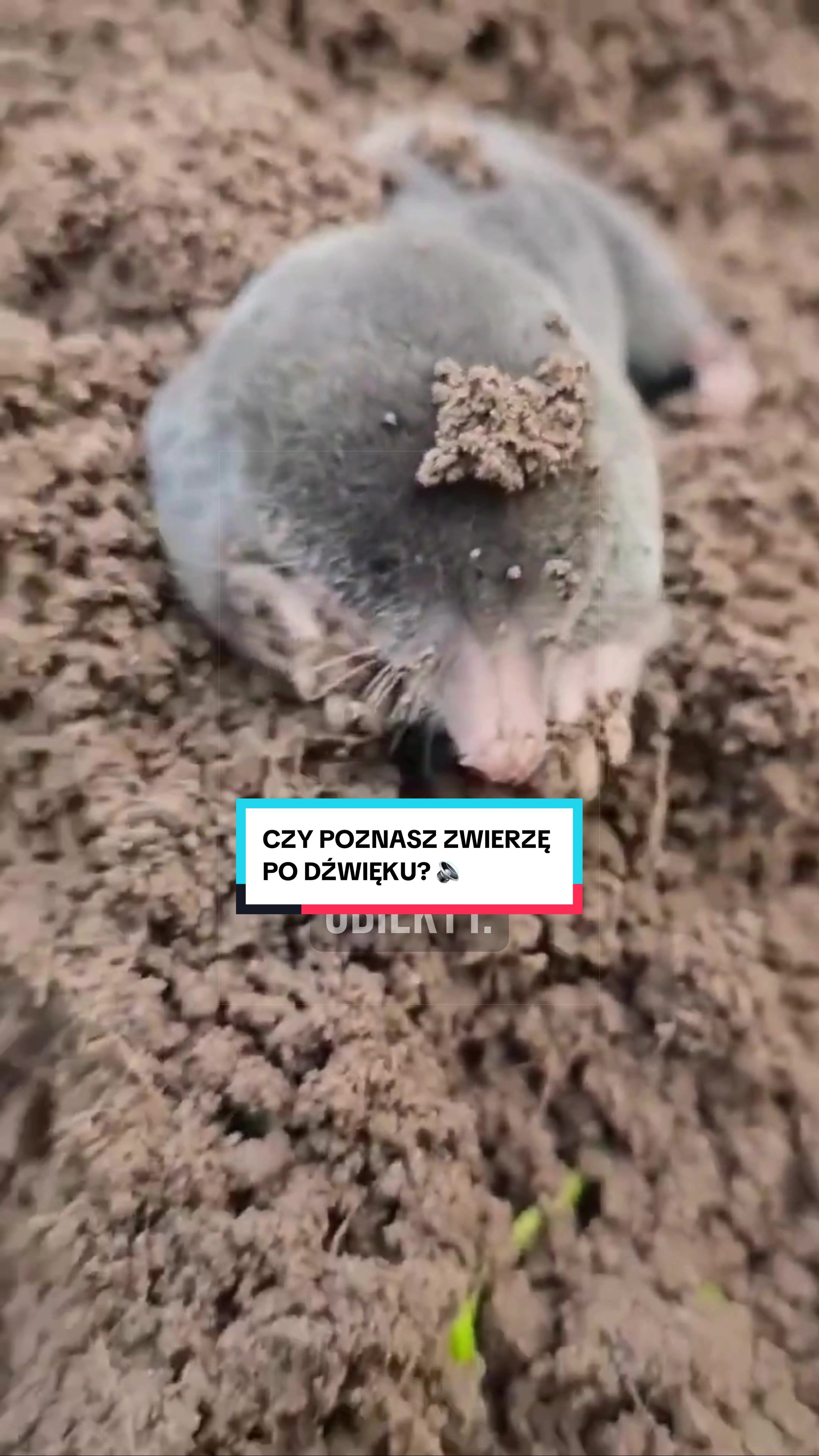 @pandawojtekyt