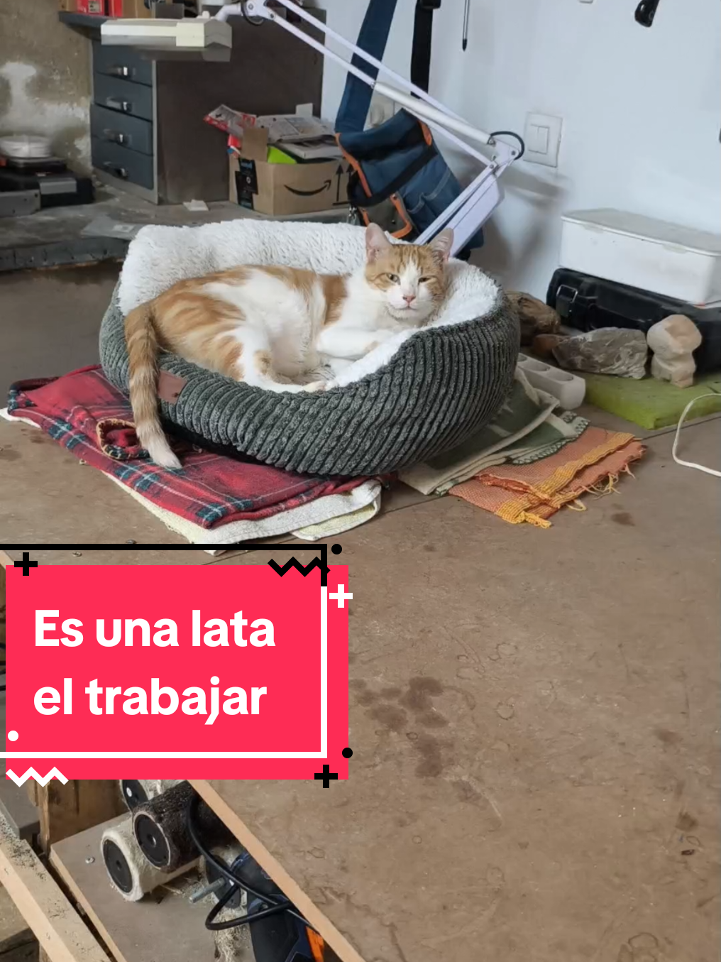 @enGatadas