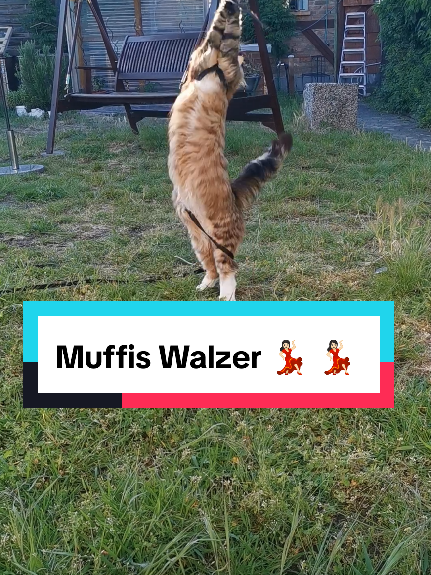 @animalslover