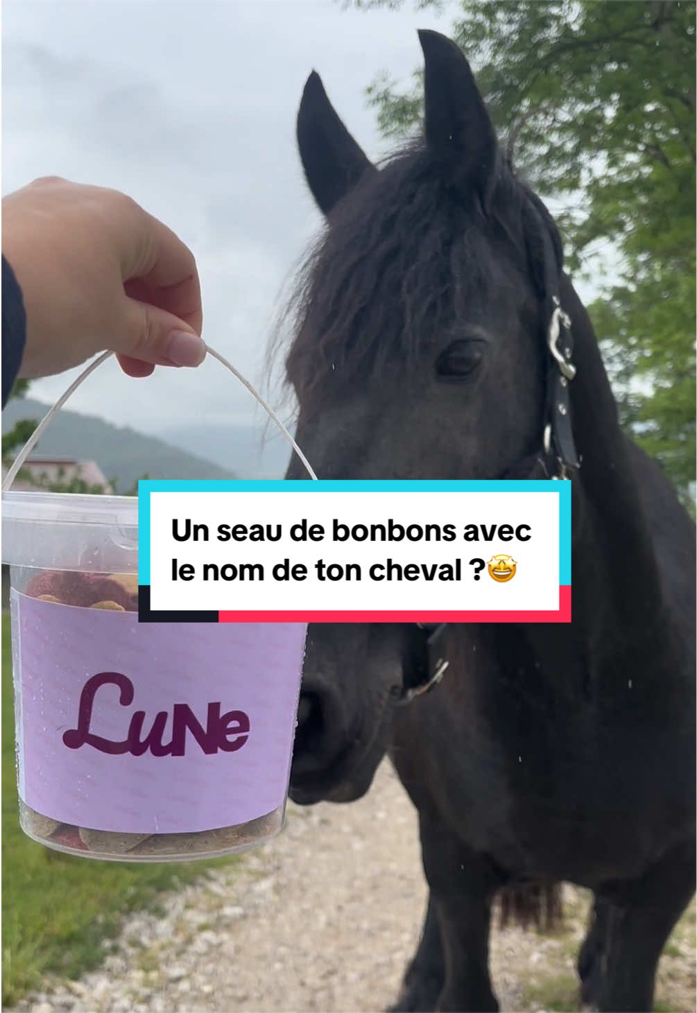 @mon poney pie