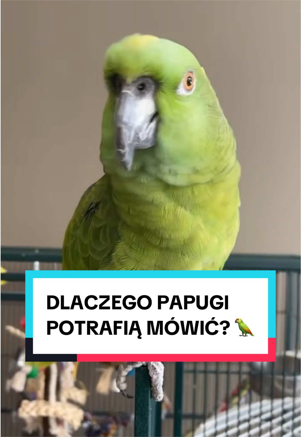 @pandawojtekyt