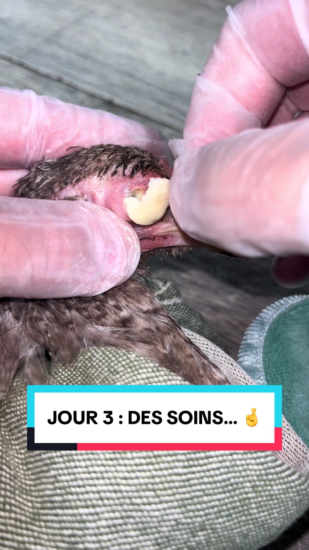 @Les Animaux d&rsquo;Allan