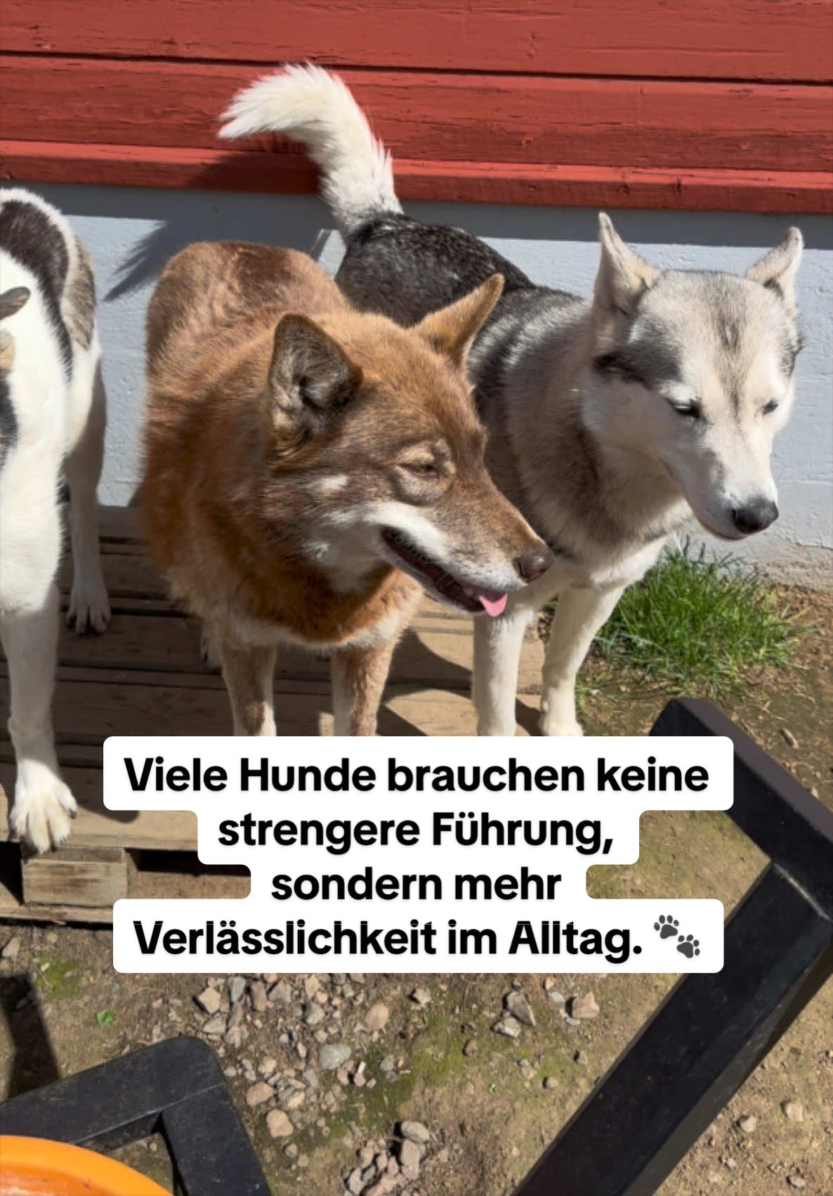 @Mehrere Hunde, ein Team!