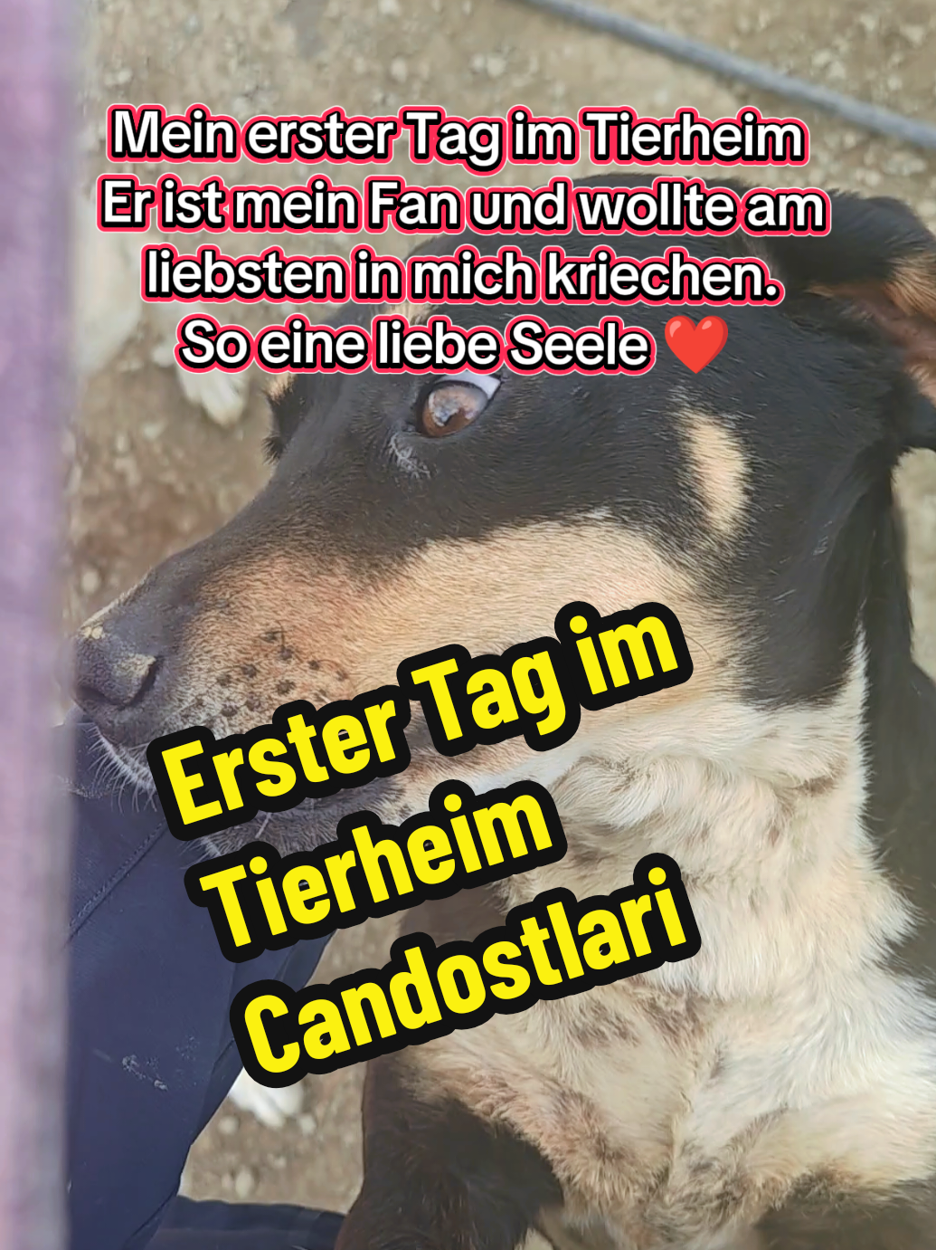 @TSV Candostlari-Beste Freunde