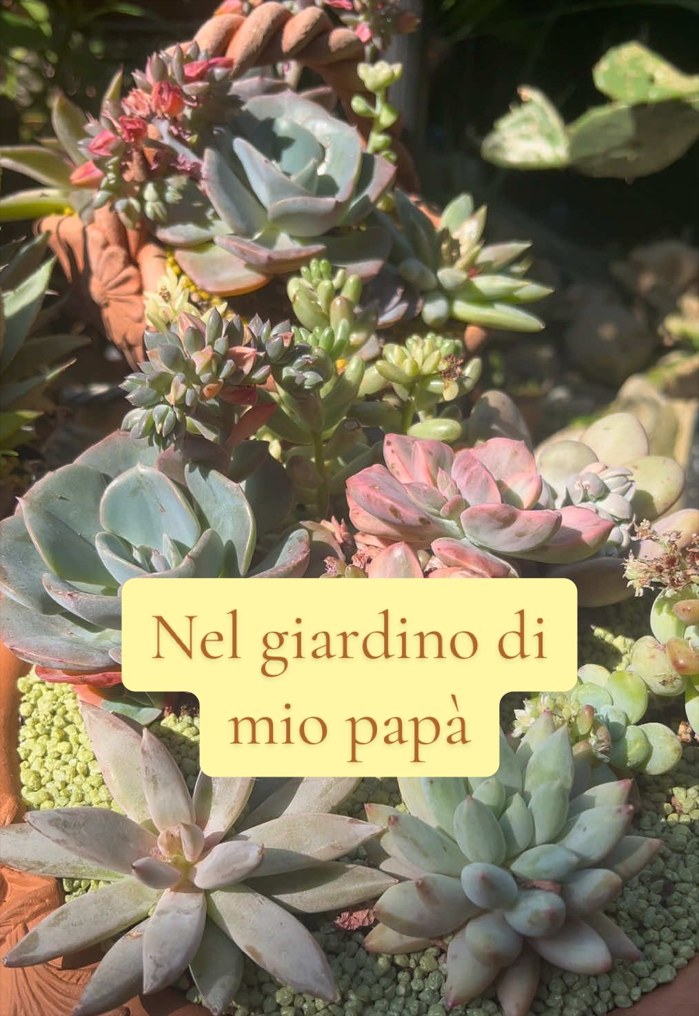 @piccole.spine.felici