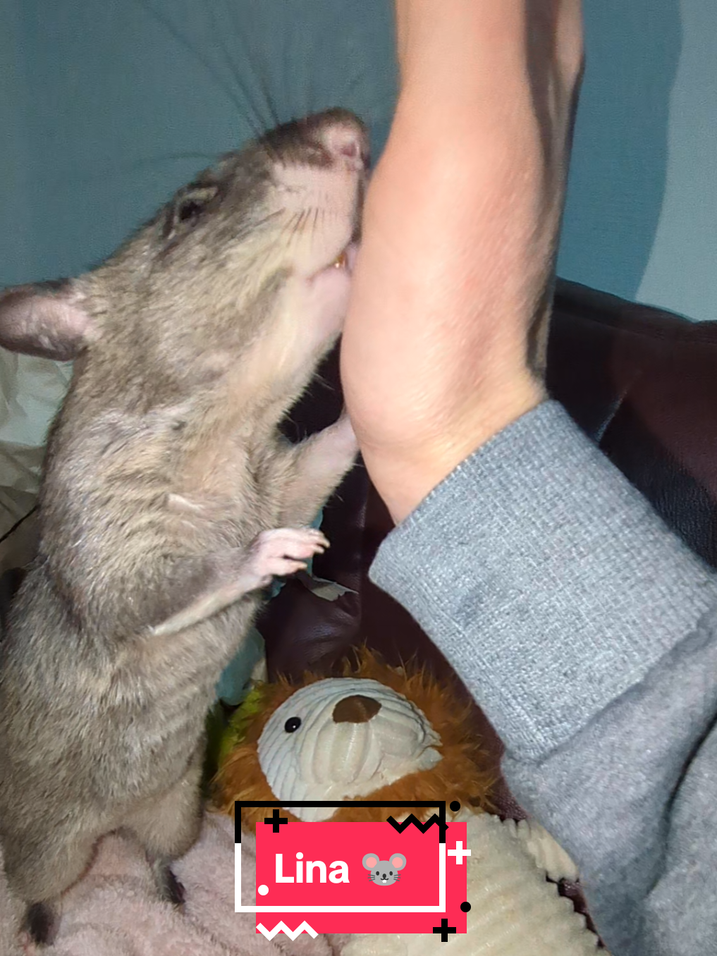 @Ratocalypse 🐀🤣🧀💥