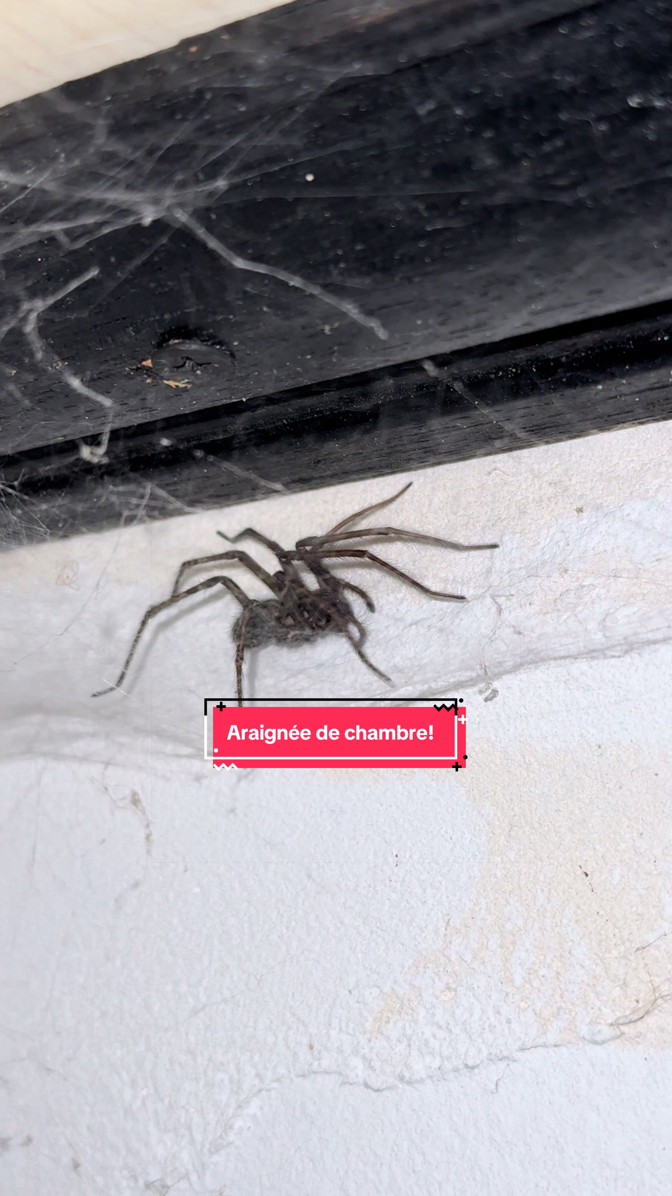 @Rock_n_insectes