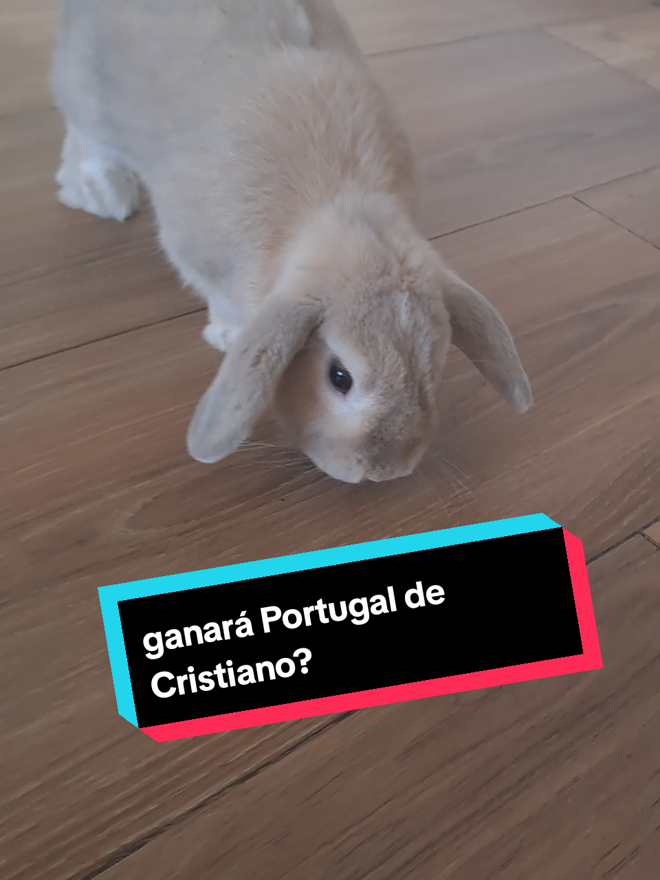 @Patatilla Rabbit 🐰🌱🥕