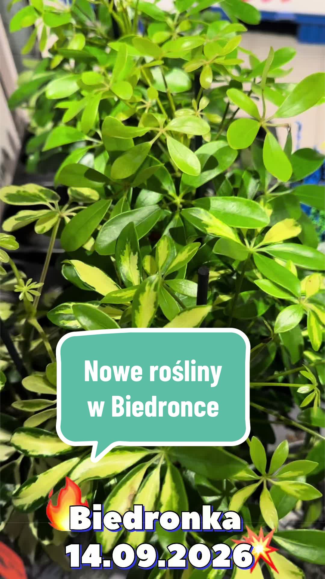 @maciej.plants