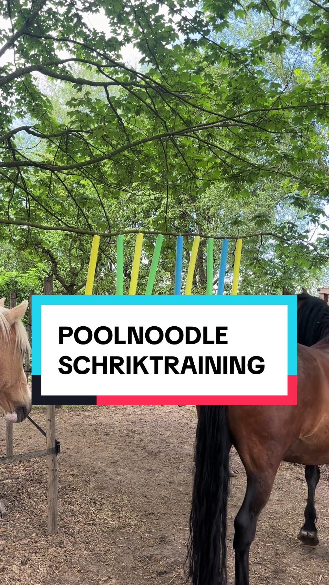 @dovda.horsemanship