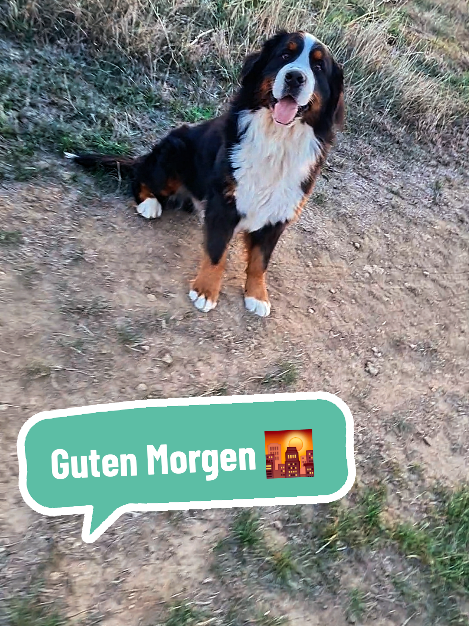 @BeagleTrifftBerner