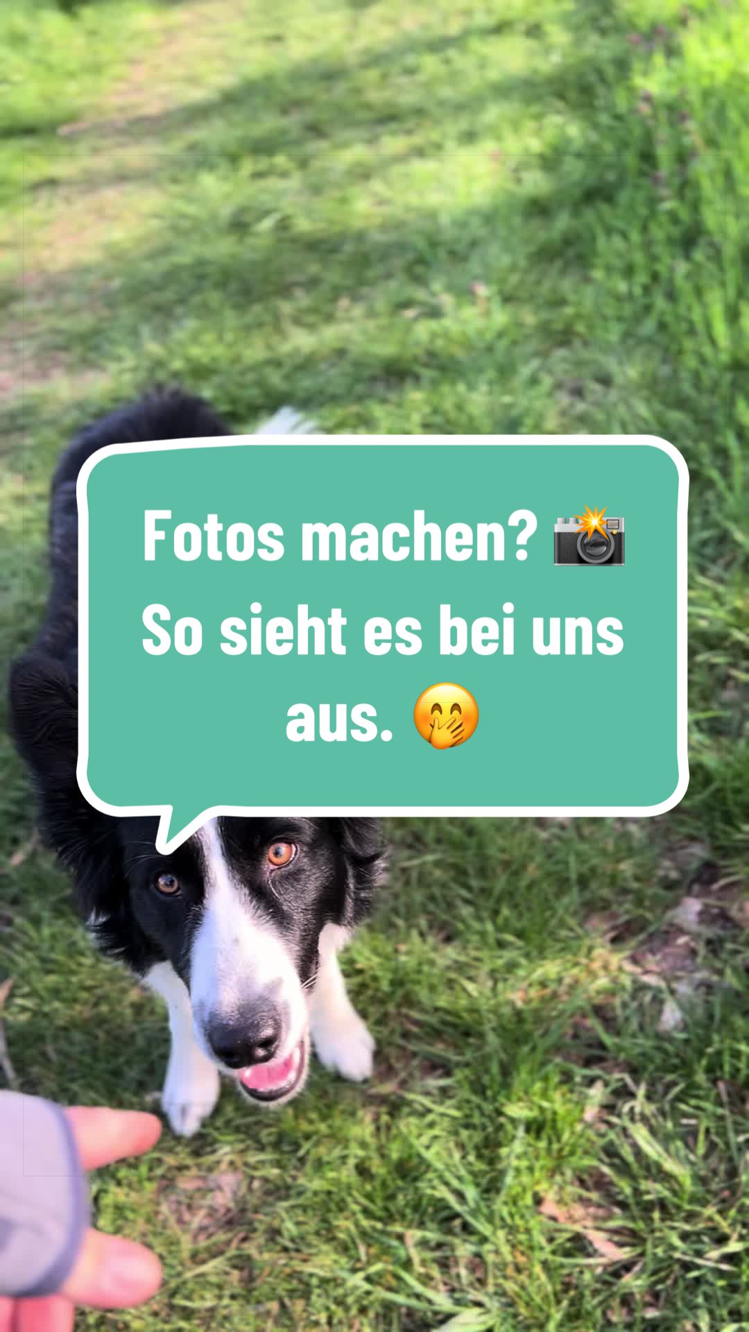 @ELAS.PET.DIARY