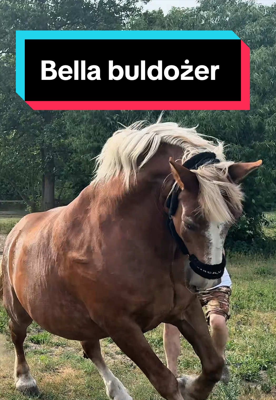 @Stado_Belli