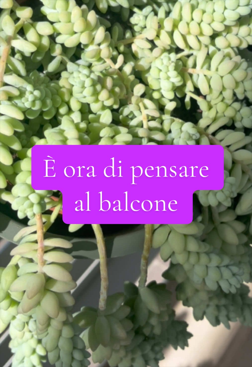 @piccole.spine.felici