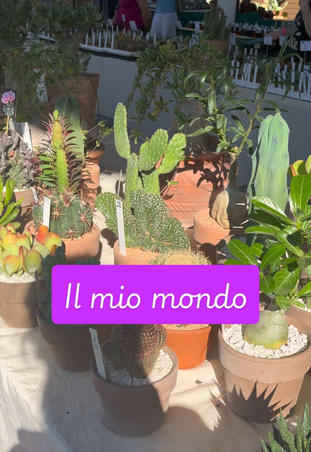 @piccole.spine.felici 🌵