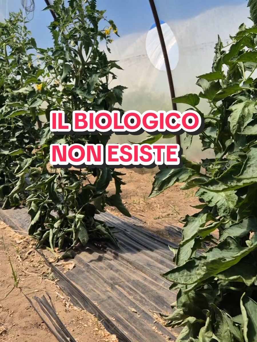 @Giuseppe