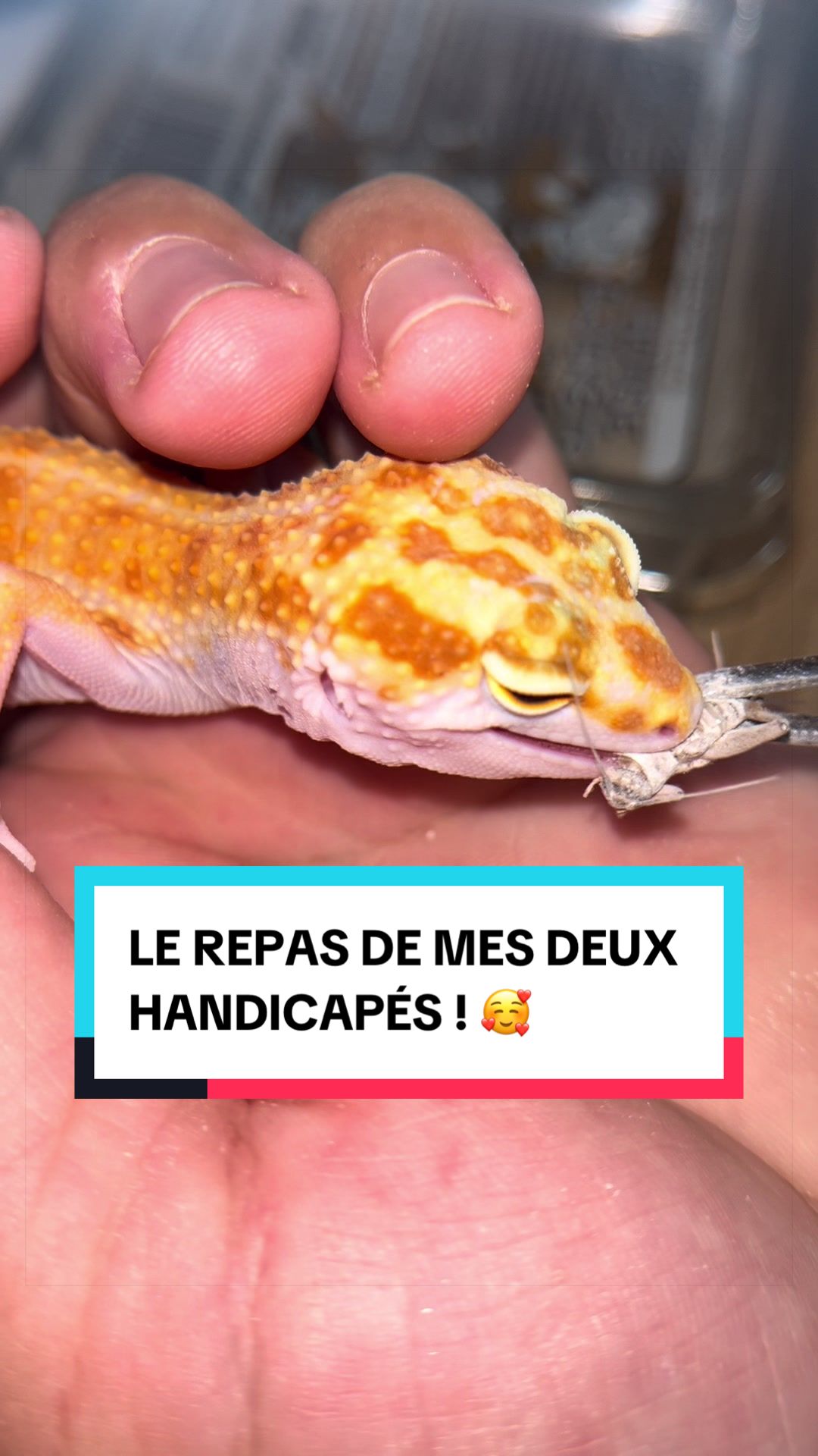 @Les Animaux d&rsquo;Allan
