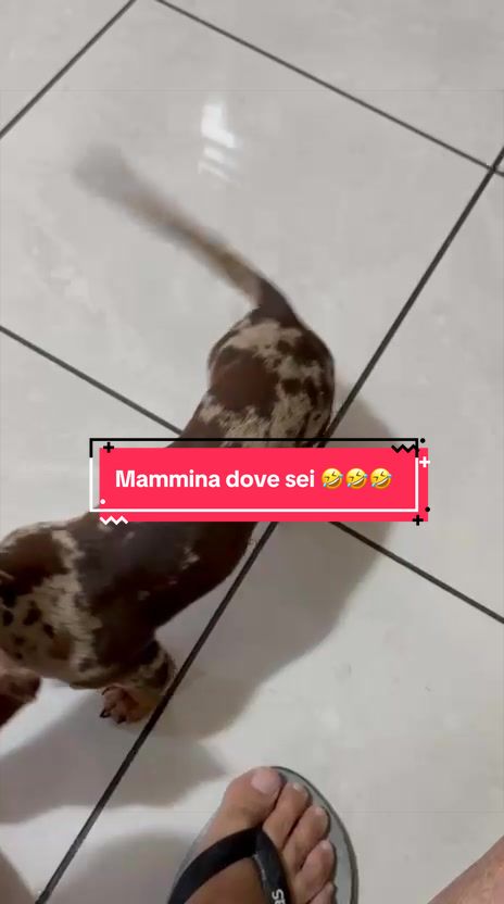 @MillyGraceDrusilla_LeFagioline
