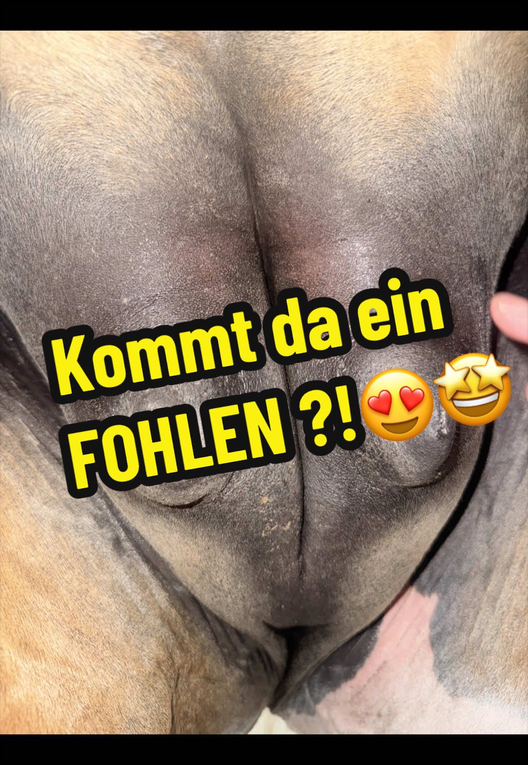 @Deckhengst_EstudiosoDeViñuela
