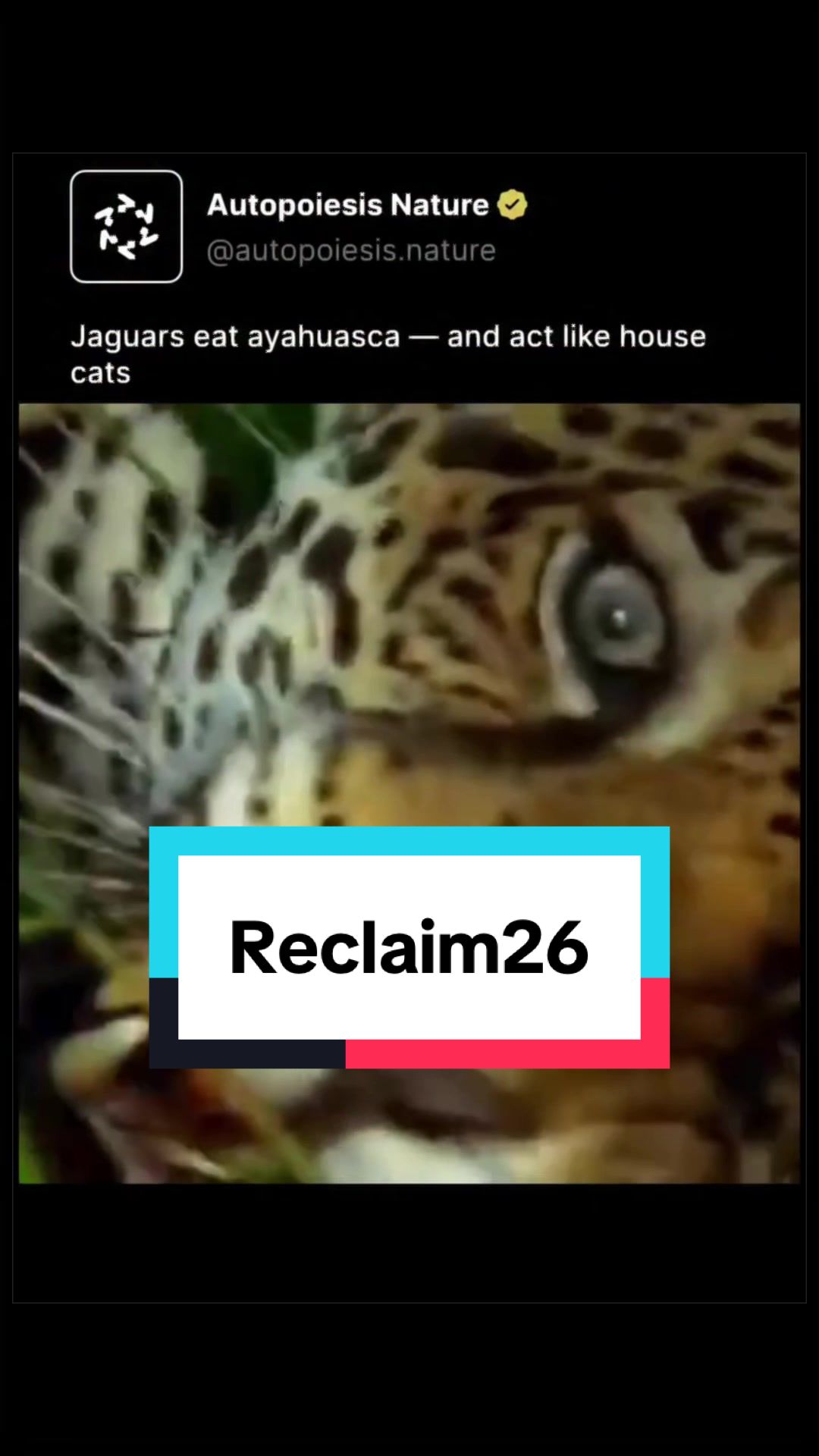 @JAGUAR