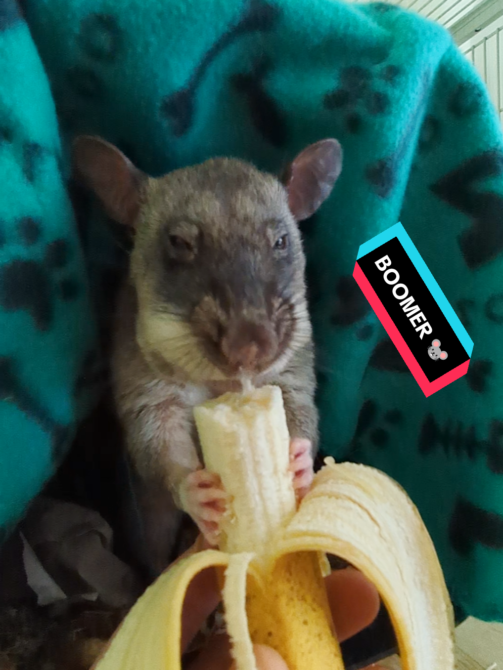 @Ratocalypse 🐀🤣🧀💥