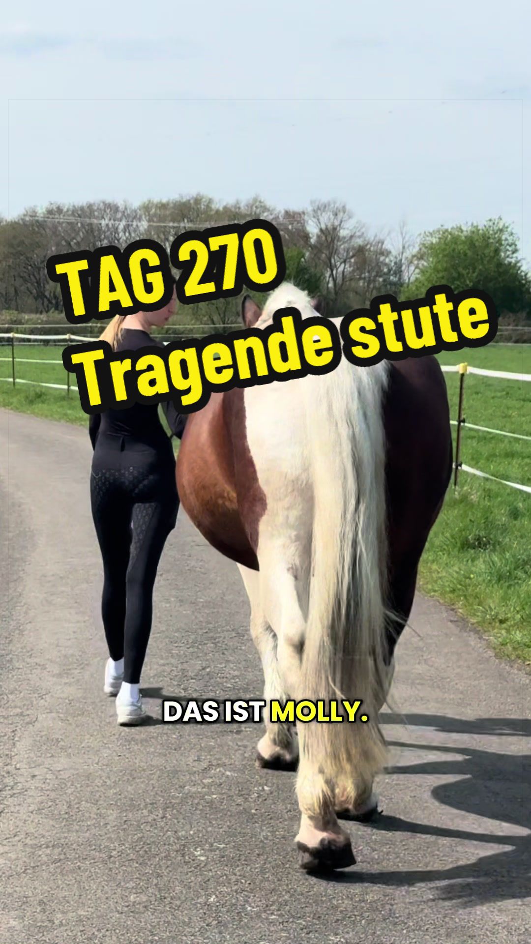 @Deckhengst_EstudiosoDeViñuela