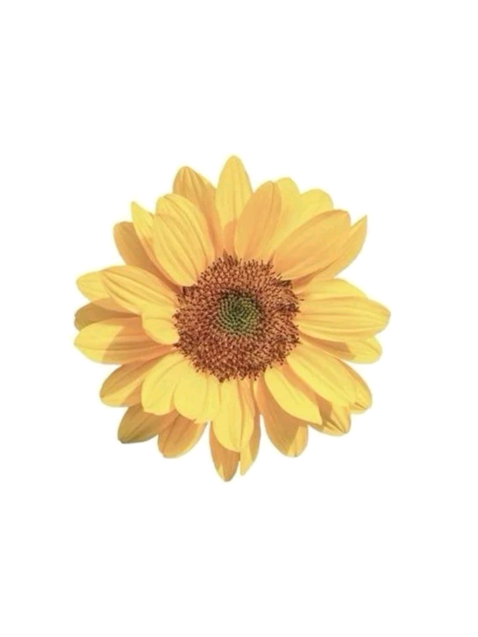 @ᶜⁱᶠᵉʳᵃ