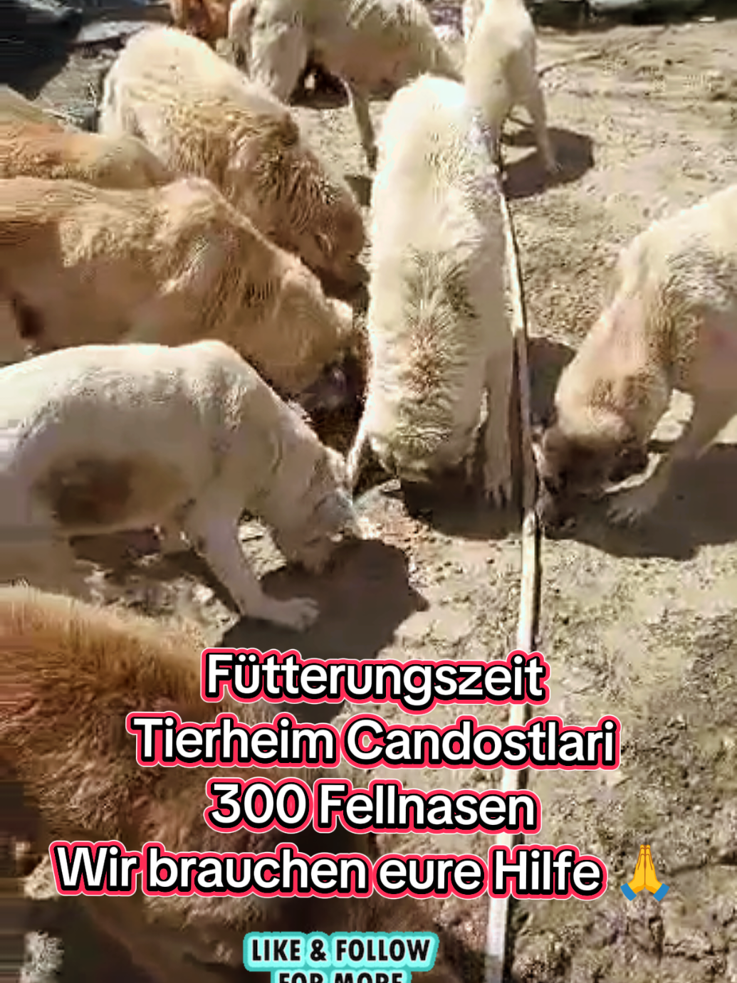 @TSV Candostlari-Beste Freunde