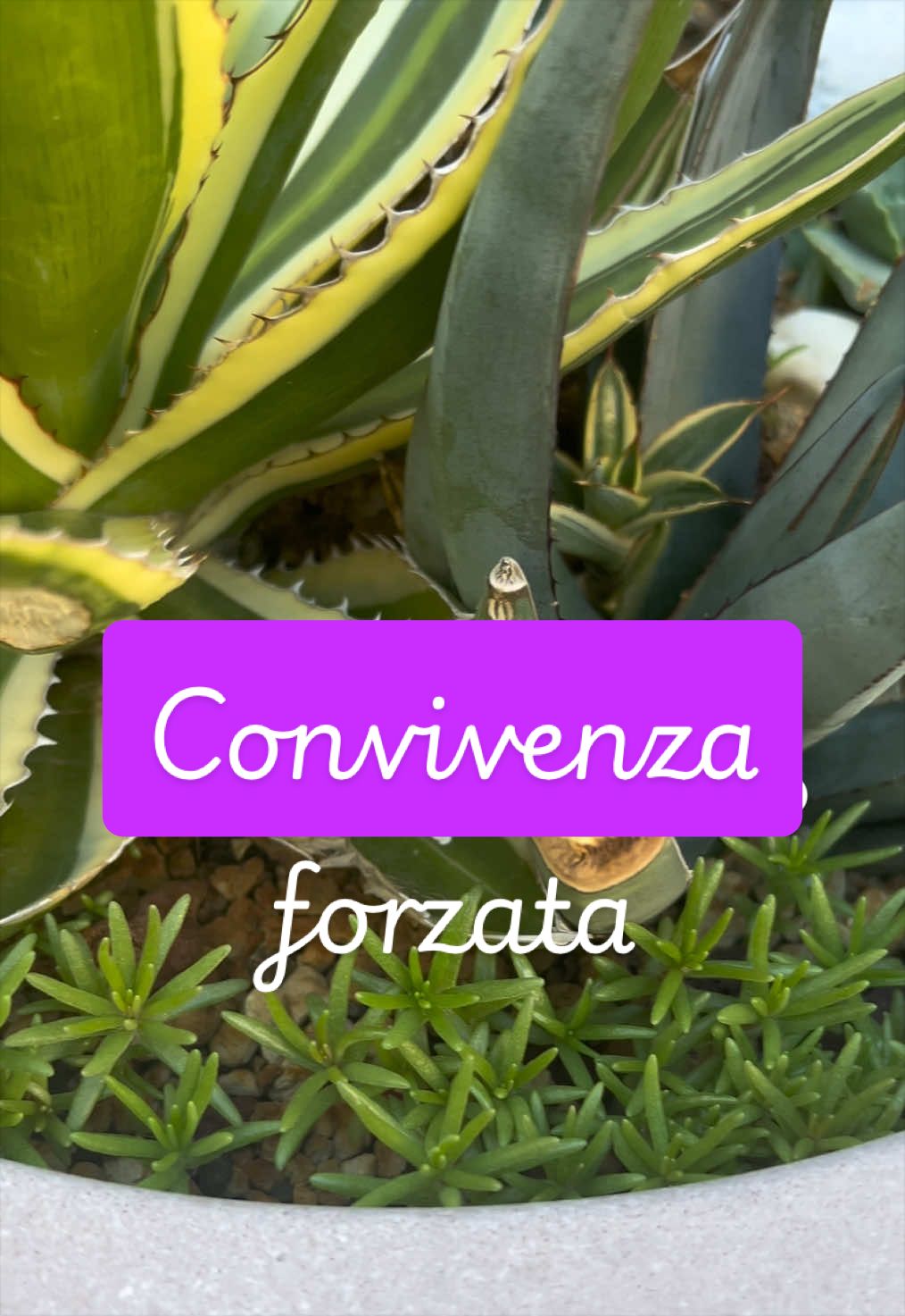 @piccole.spine.felici