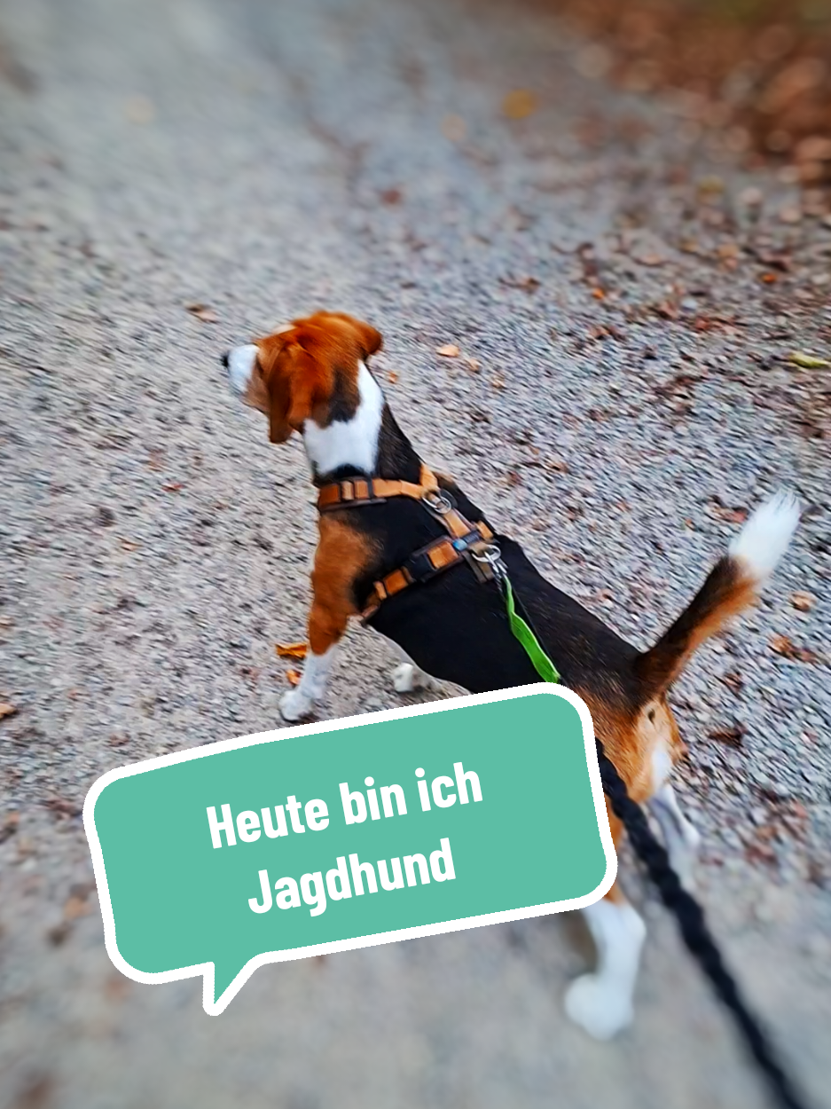 @BeagleTrifftBerner