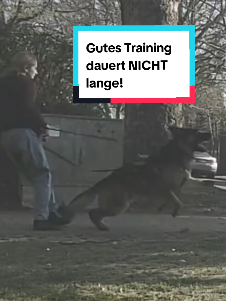 @Hundeschule Mit vier Pfoten