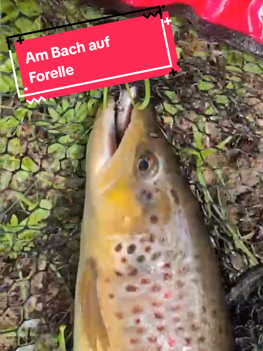 @Iron Claw_Fishing