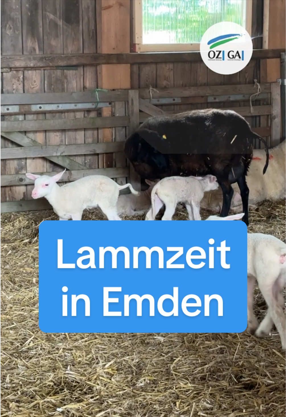 @Ostfriesen-Zeitung 🗞️