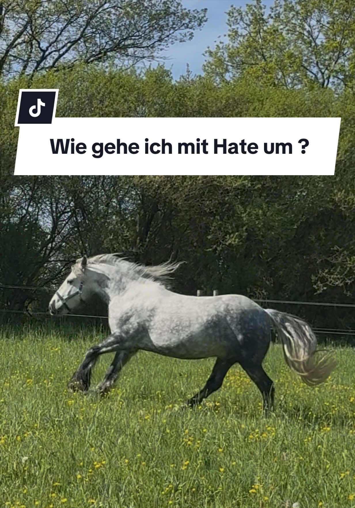 @Sophia &bull; SL Reitschule