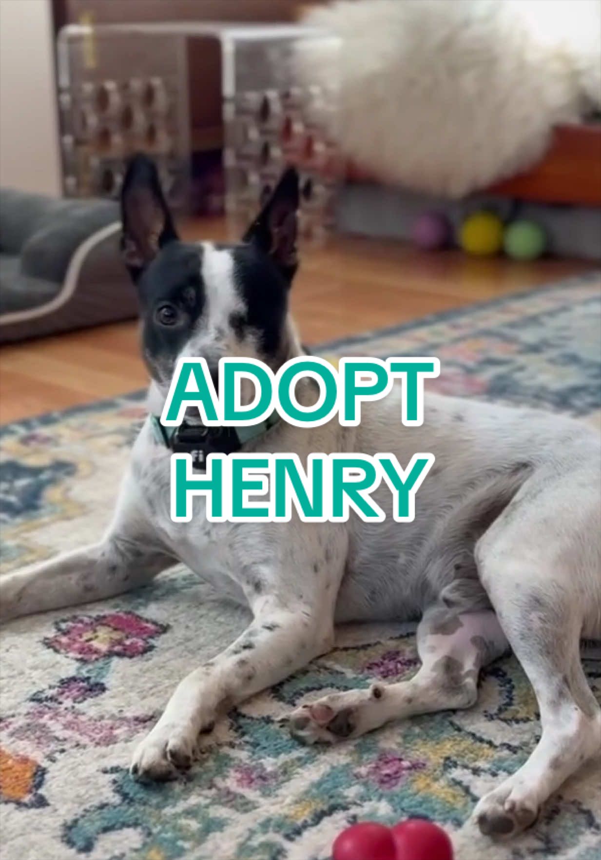 @Adopt a Pet