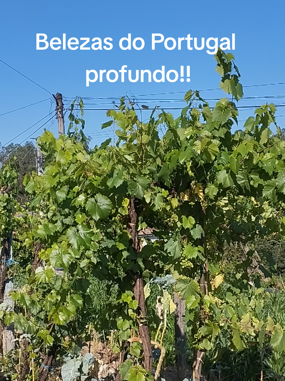 @Osmar Pereira