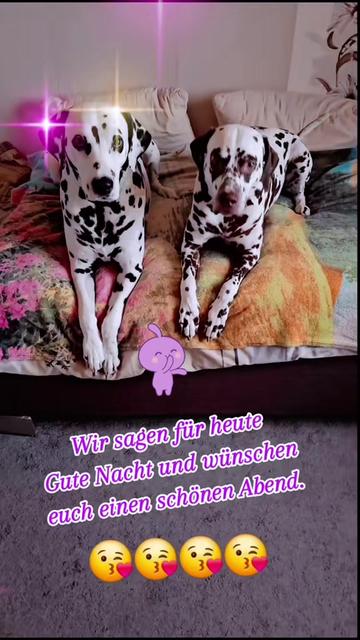 @meinlebenhatpunkte 🐕🐕