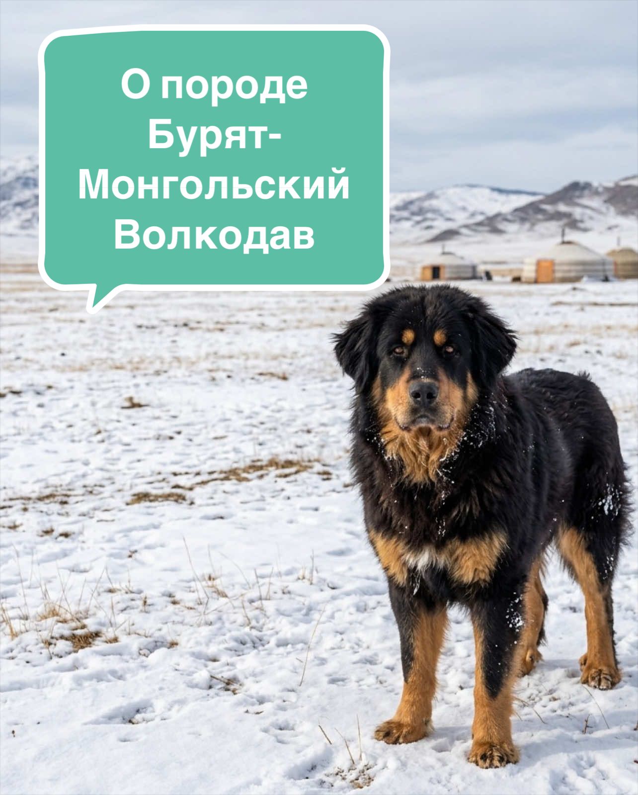 @Анастасия Ткачук | Кинолог