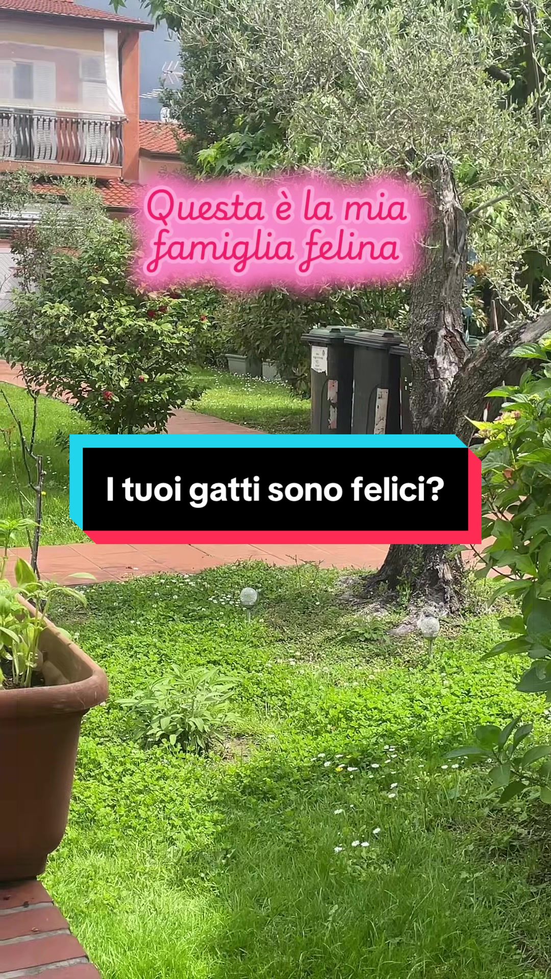 @Paolagemma Consulente Felina😻
